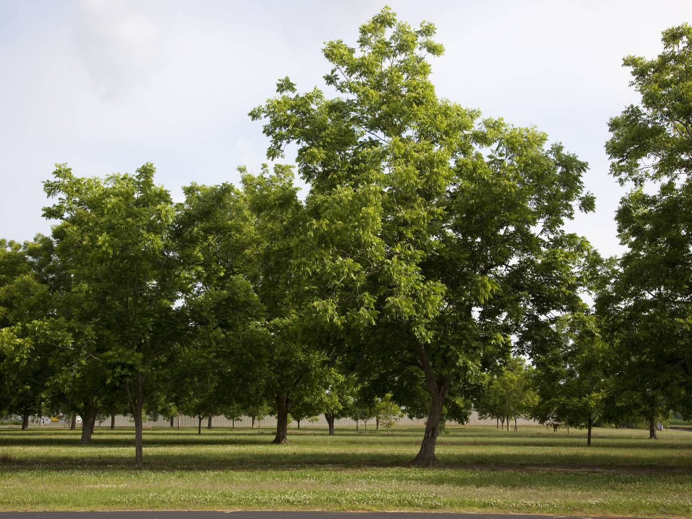Pecan trees in the farm country of central Baldwin County, Alabama